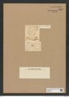 Hyphodiscus stellatus Grev. (de-Toni-Nr.: Genus 184, Species 4610) Zeichnungen Sammlung Grunow Nr. 8219 (NHMW-BOT-W0377604)